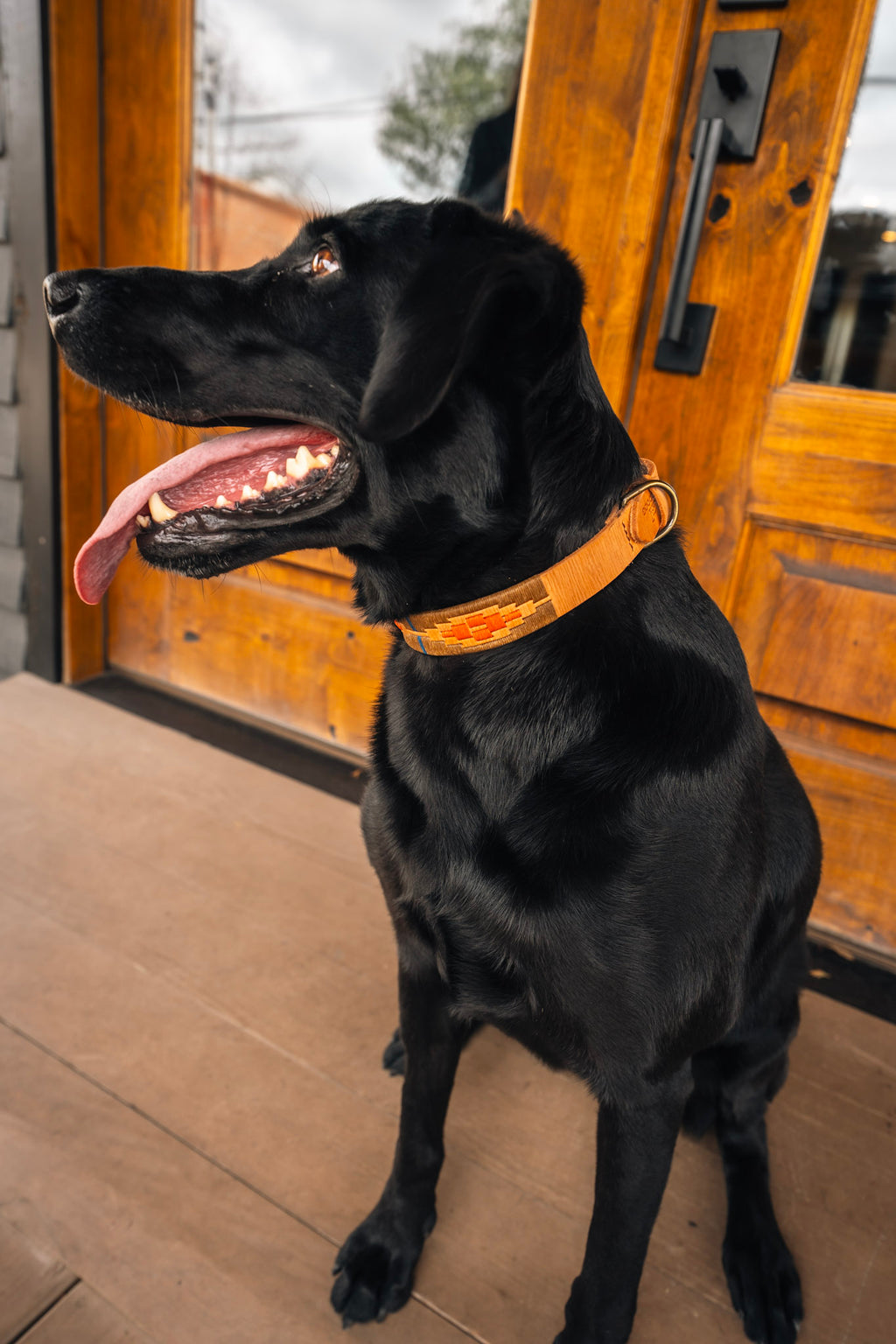 BirdDog X Zilker Stitched Collar